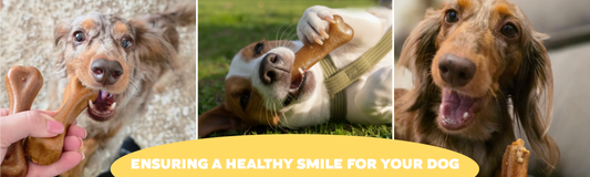 The Ultimate Guide to Dental Chews: Ensuring a Healthy Smile for Your Dog