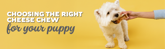 Choosing the Right Cheese Chew for Your Puppy