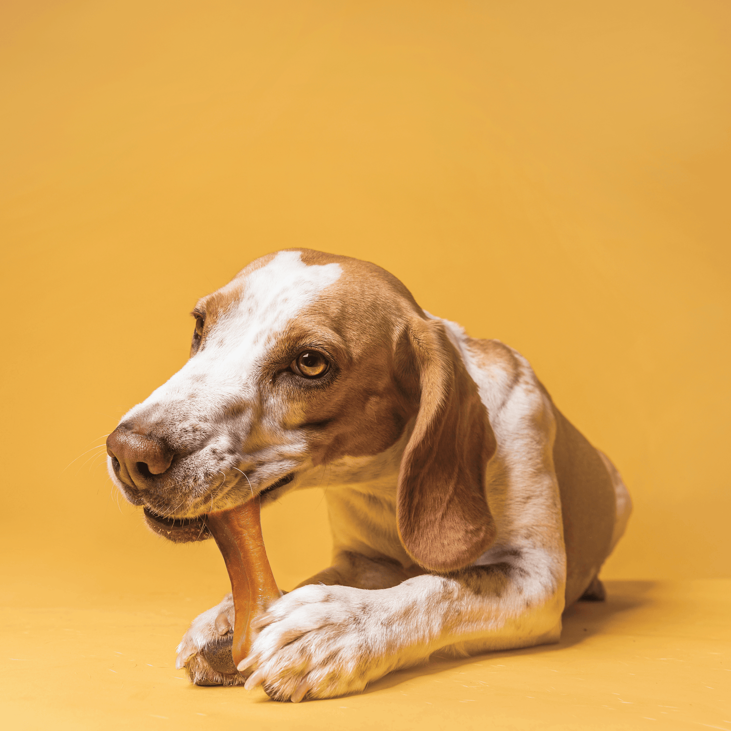 Plutos functional natural casein dog chew — range shot showing multiple flavour packs, casein-based lactose-free dog chews from Madeira